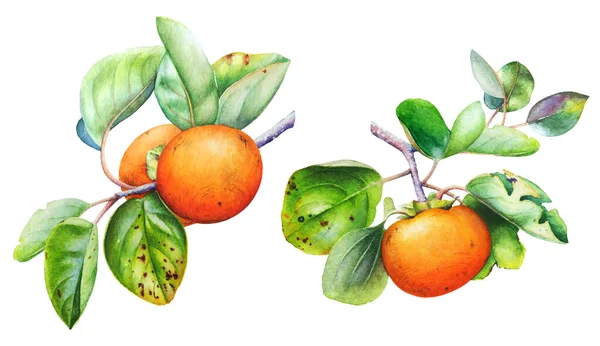 Illustration Botanique Aquarelle Branche Kaki Avec Des Fruits Des Feuilles — Photo
