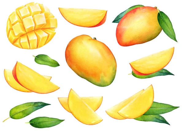 Beyaz arka plan üzerinde izole yeşil yaprakları ile mango meyve sulu boya seti el çekilmiş.
