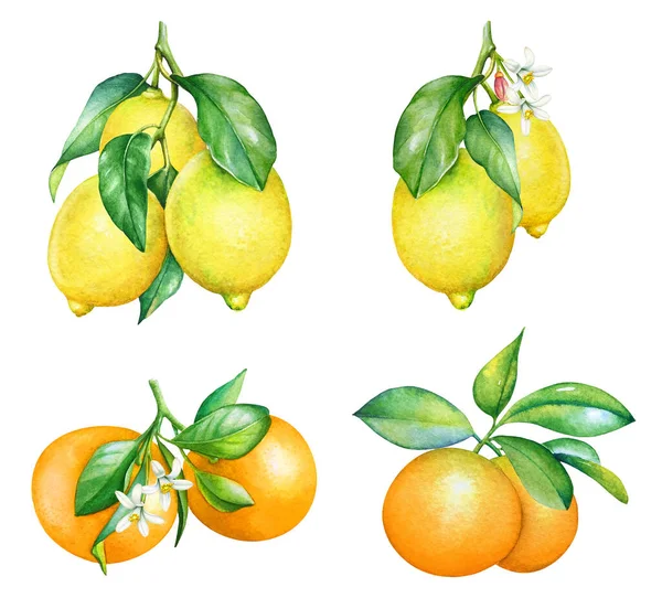 Gyűjtemény Akvarell Narancs Citrom Ágak Elszigetelt Fehér Alapon — Stock Fotó