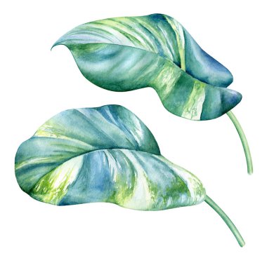 Beyaz arkaplanda izole edilmiş tropikal yaprakların suluboya çizimi