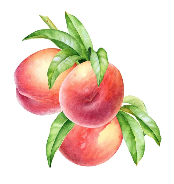 Akvarell Illusztráció Őszibarackfa Gyümölcsök Zöld Levelek — Stock Fotó