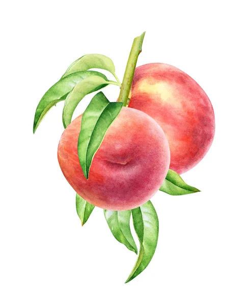 Υδατογραφία Απεικόνιση Του Κλαδιού Της Ροδακινιάς Φρούτα Και Πράσινα Φύλλα — Φωτογραφία Αρχείου