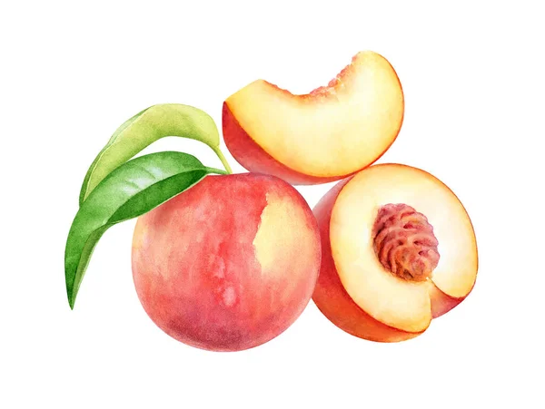 Akvarel Ilustrace Broskvného Ovoce Plátky Zelené Listy Izolované Bílém Pozadí — Stock fotografie