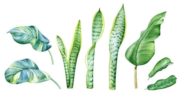 Akvarel Ilustrace Tropických Rostlin Listí Izolovaných Bílém Pozadí — Stock fotografie
