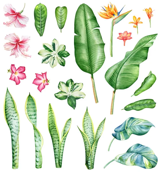 Illustrazione Acquerello Piante Tropicali Fiori Isolati Sfondo Bianco — Foto Stock