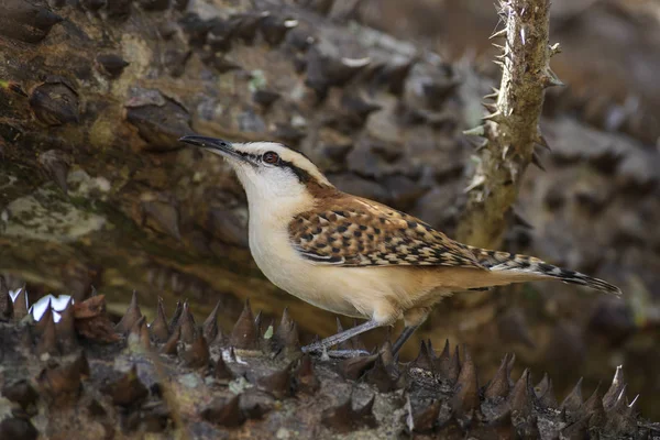 Rufous Naped Wren Campylorhynchus Rufinucha Beautiful Colored Perching Bird New — Stock Photo, Image