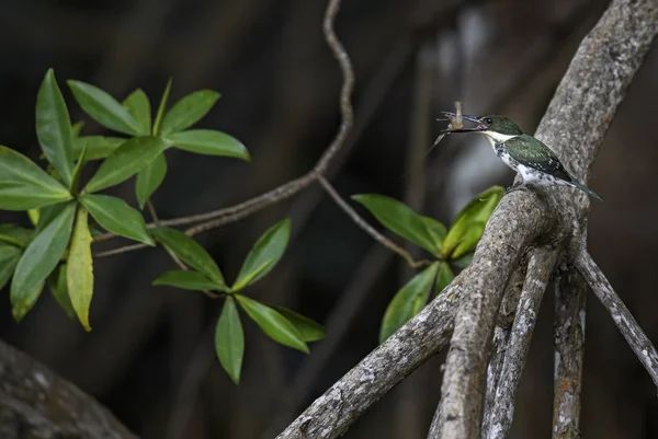 Amazon Kingfisher Chloroceryle Amazona Grenn Piękny Biały Zimorodek Nowego Świata — Zdjęcie stockowe