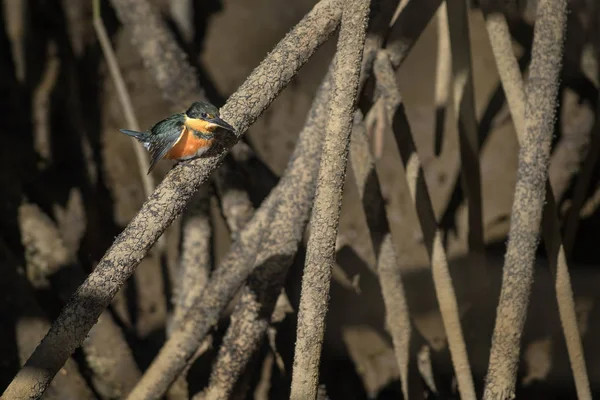 Amerykański Pygmy Kingfisher Chloroceryle Aenea Piękny Pomarańczowy Niebieski Kingfisher Nowego — Zdjęcie stockowe