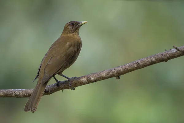 Clay-colored Thrush - Turdus grayi, brown perching bird from New World gardens and forests, Costa Rica.