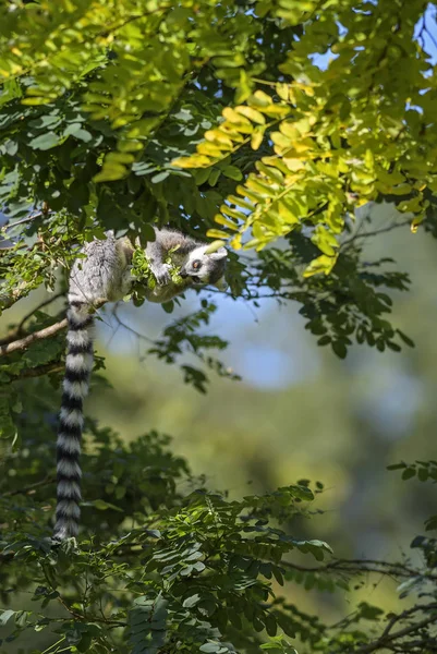 Ring Tailed Lemur Lemur Catta Beautiful Lemur Southern Madagascar Forests — Stock Photo, Image