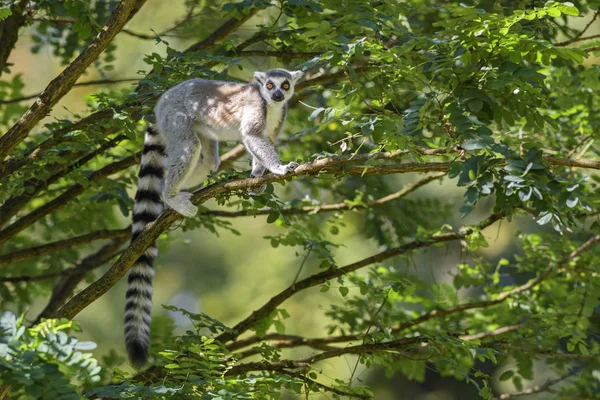 Lemur Dalla Coda Anello Lemur Catta Bellissimo Lemure Delle Foreste — Foto Stock