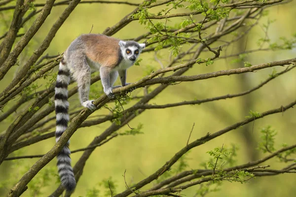 Ring Tailed Lemur Lemur Catta Beautiful Lemur Southern Madagascar Forests — Stock Photo, Image