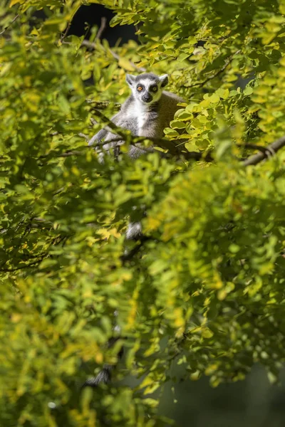 Lémurien Queue Cerclée Lémurien Catta Beau Lémurien Des Forêts Sud — Photo