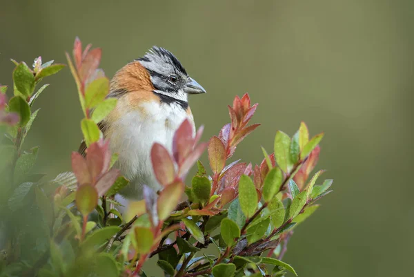 Воробей Воротничковый Zonotrichia Capensis Красивый Маленький Воробей Новый Свет Коста — стоковое фото