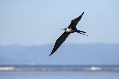 Muhteşem Frigatebird - Fregata magnificens, güzel büyük deniz kuşu yeni dünya, Kosta Rika dan.