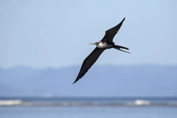 Magnífico Frigatebird Fregata Magnificens Belo Grande Pássaro Marinho Novo Mundo — Fotografia de Stock