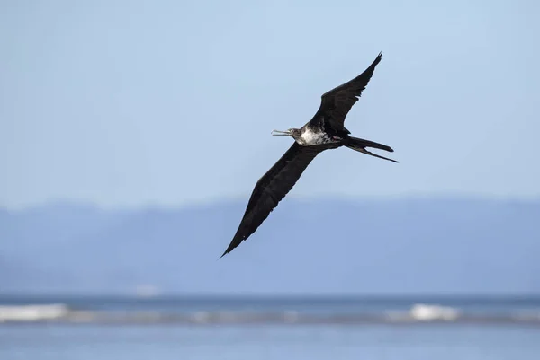 Herrliche Fregatebird Fregata Magnificens Schöne Große Seevögel Aus Der Neuen — Stockfoto