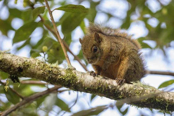 Variegated Squirrel Sciurus Variegatoides Beautiful Squirrel New World Gardens Forests — Stock Photo, Image