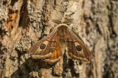 İmparator güve - Saturnia pavonia, güzel güve Avrupa'dan, Çek Cumhuriyeti.