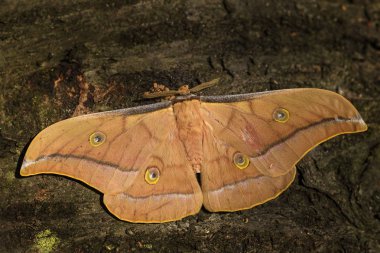 Çin meşe Silkmoth - Antheraea pernyi, Güney Çin'den büyük güzel turuncu güve.