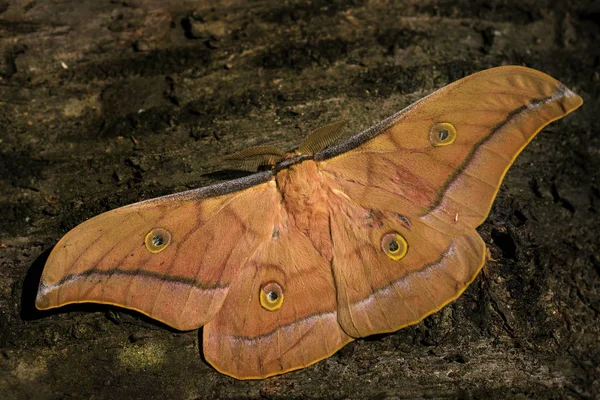 Китайский Дуб Silkmoth Antheraea Pernyi Большой Красивый Оранжевый Мот Южного — стоковое фото