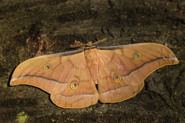 Kinesiska Silkmoth Antheraea Pernyi Stora Vackra Orange Fjärilar Från Södra — Stockfoto