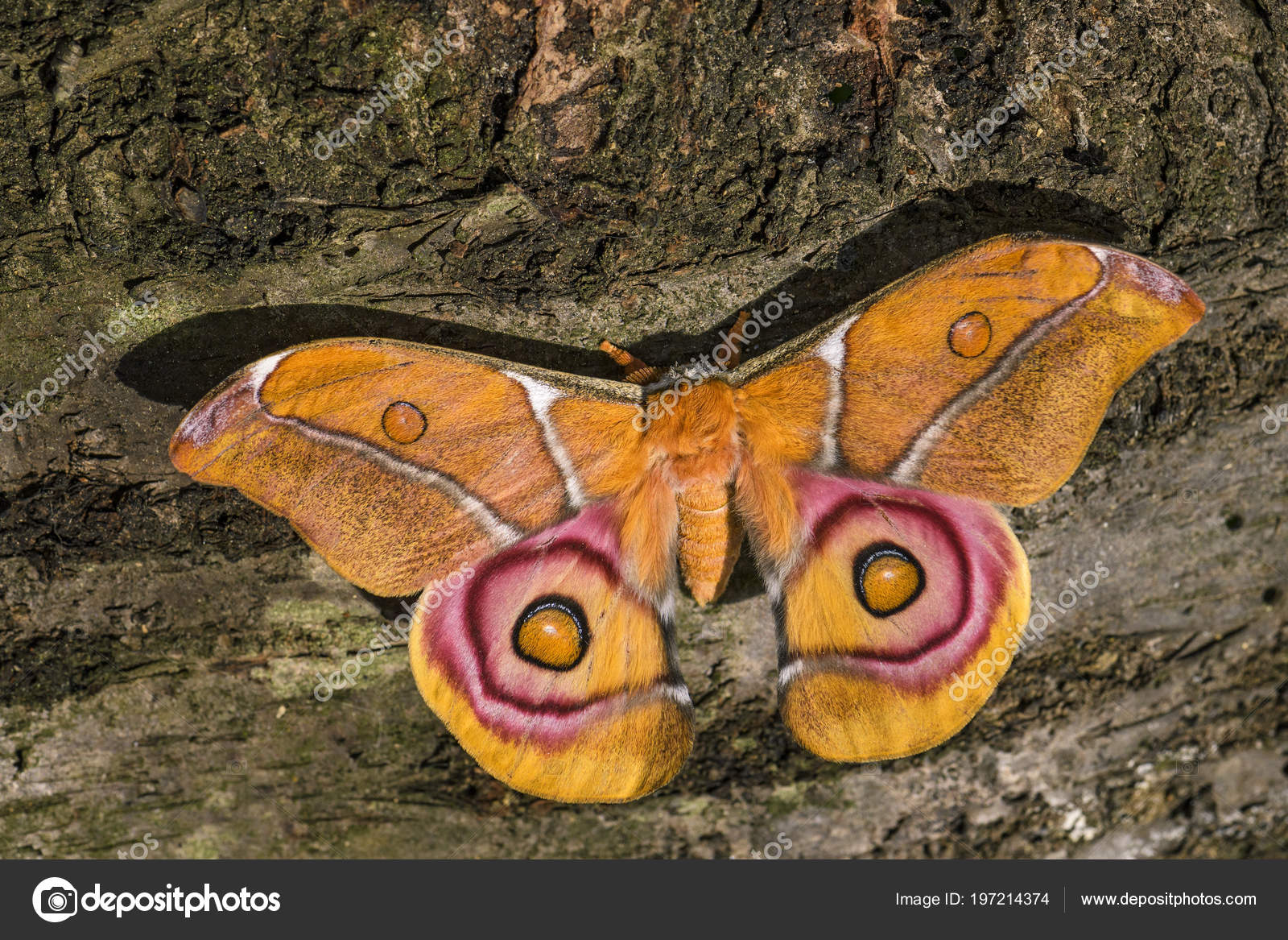 Cute Silk Moth