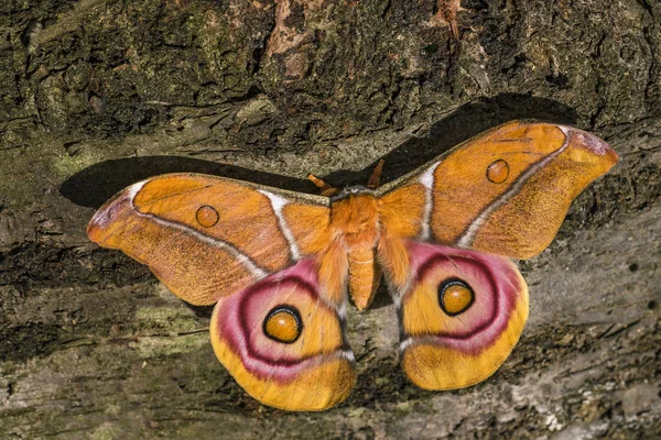 Suraka Seide Motte Antherina Suraka Große Wunderschöne Orangefarbene Motte Von — Stockfoto