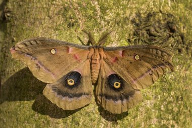 Polyphemus Moth - Antheraea polyphemus,  beautiful large American moth. clipart