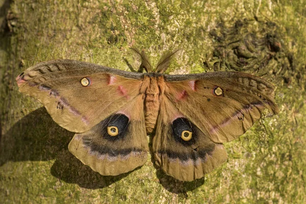 Polyphemus Moth Antheraea Polyphemus Beautiful Large American Moth — Stock Photo, Image