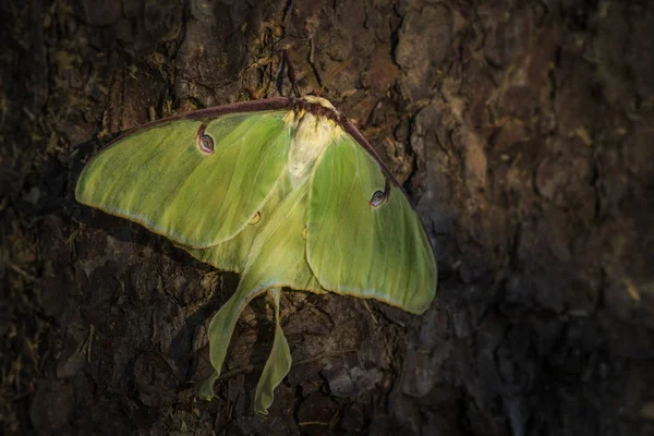 Luna Moth Actias Luna Beautiful Large Green Moth New World — Stock Photo, Image
