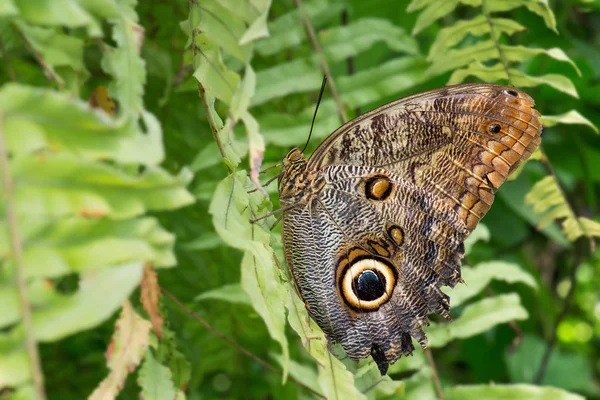 Gufo Gigante Della Foresta Caligo Eurilochus Bella Grande Farfalla Dalle — Foto Stock