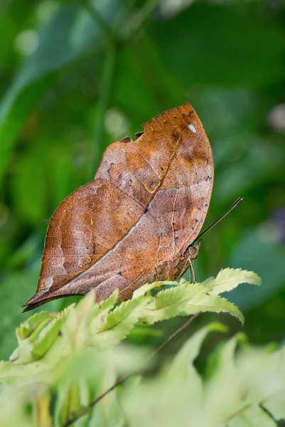 秋叶翅蝴蝶 Doleschallia Bisaltide 美丽的蝴蝶从南亚和澳大利亚 — 图库照片