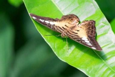 Clipper kelebek - Parthenos sylvia, güzel renkli tereyağlı Asya çalılar ve ormanlar.