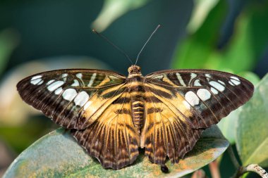 Clipper kelebek - Parthenos sylvia, güzel renkli tereyağlı Asya çalılar ve ormanlar.