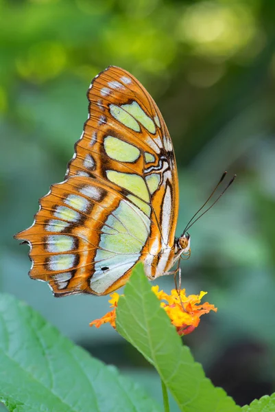 Malachit Motyla Siproeta Stelenes Malachit Piękny Motyl Nowego Świata Krzewów — Zdjęcie stockowe