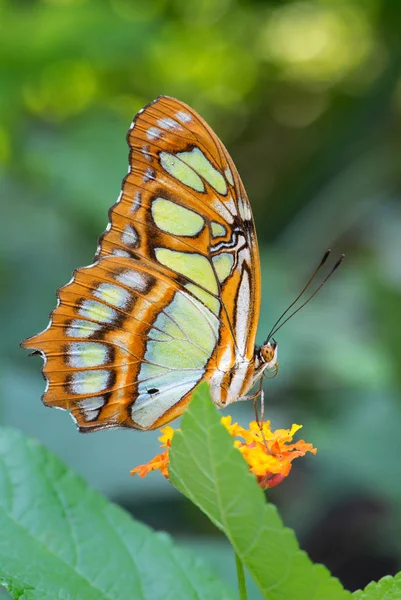 Malachite Butterfly Siproeta Stelenes Beautiful Malachite Butterfly New World Bushes — Stock Photo, Image