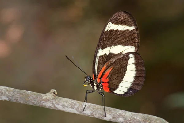 Hewitson Longwing Heliconius Hewitsoni 美丽的彩色蝴蝶从中美洲森林 — 图库照片