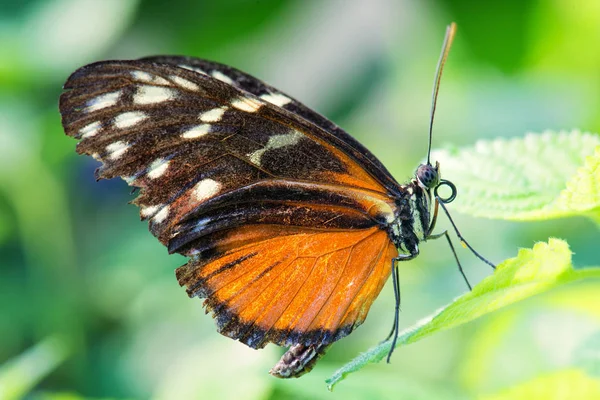 Tygrys Longwing Heliconius Hecale Piękny Pomarańczowy Motyl Lasy Ameryki Środkowej — Zdjęcie stockowe