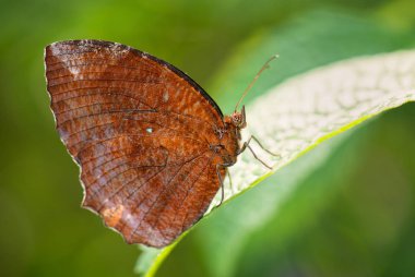Leafwing - Memphis eurypyle, ilginç taklit ile yeni dünya ormandan gelen güzel kelebek işaret.