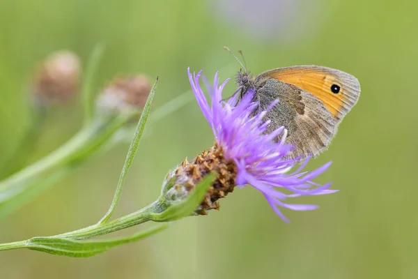 小荒地 Coenonympha Pamphilus 美丽的褐色和橙色蝴蝶从欧洲和北非 — 图库照片