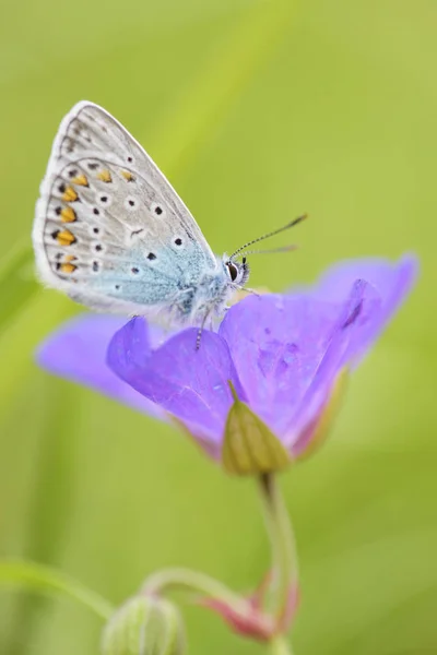 제라늄 아르고스 Aricia Eumedon 초원에서 — 스톡 사진