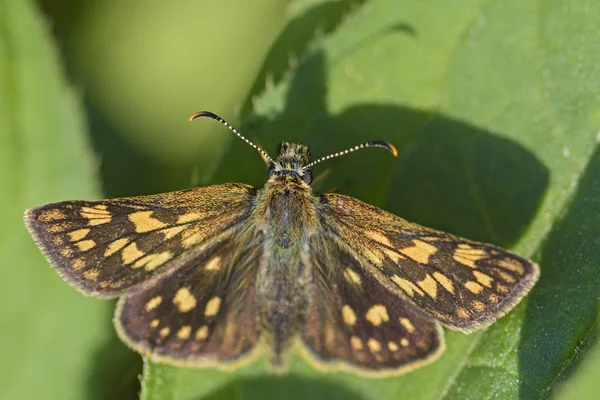 Chequered Skipper Carterocephalus Palaemon Small Brown Yellow Dotted Butterfly European — Stock Photo, Image