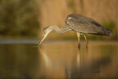 Gri balıkçıl - Ardea cinerea, Avrasya göller ve nehirler üzerinden büyük gri balıkçıl.