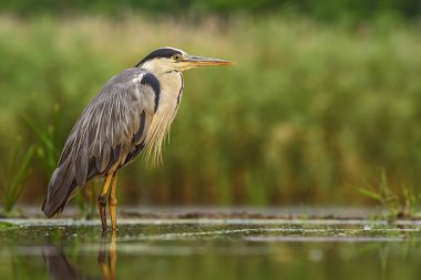 Gri balıkçıl - Ardea cinerea, Avrasya göller ve nehirler üzerinden büyük gri balıkçıl.