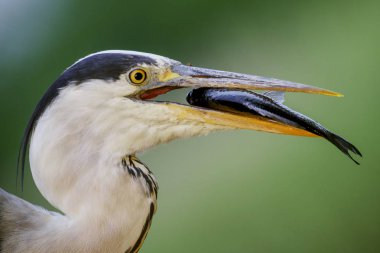 Gri balıkçıl - Ardea cinerea, Avrasya göller ve nehirler üzerinden büyük gri balıkçıl.