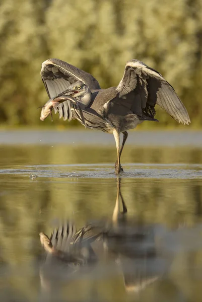 Graureiher Ardea Cinerea Großer Graureiher Aus Euroasiatischen Seen Und Flüssen — Stockfoto