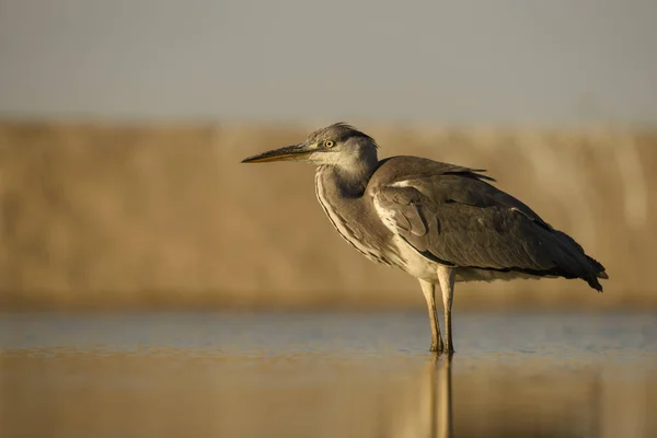 Grey Heron Ardea Cinerea Large Gray Heron Euroasian Lakes Rivers — Stock Photo, Image