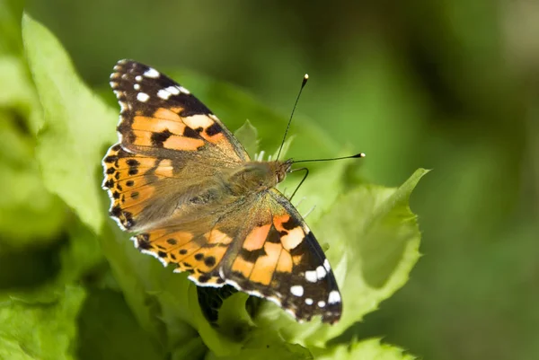 Painted Lady Butterfly Vanessa Cardui Beautiful Colored Butterfly European Meadows — Stock Photo, Image