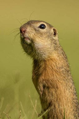 Avrupa zemin sincap - Spermophilus citellus, şirin küçük zemin sincap Avrupa çayırlar ve alanlardan.